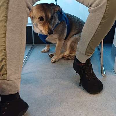 Junghund Vaginitis-Beitrag-Bild