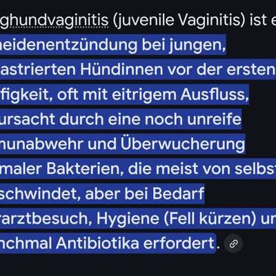 Junghund Vaginitis-Beitrag-Bild