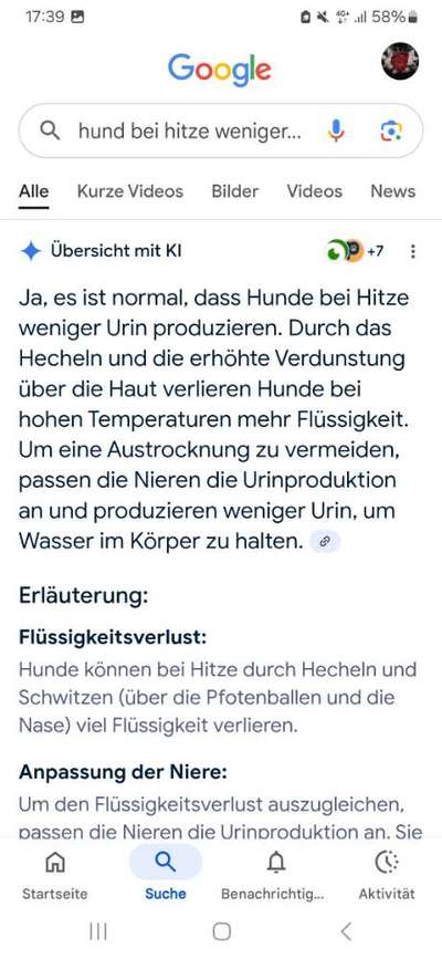 Hündin will Abends nicht mehr Pipi-Beitrag-Bild