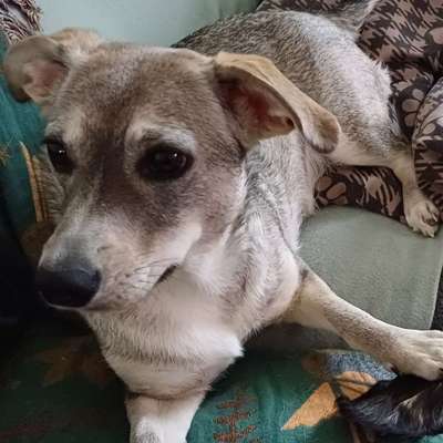 Hundetreffen-Nissa 1 Jahr, Gassi Gefährten finden-Bild