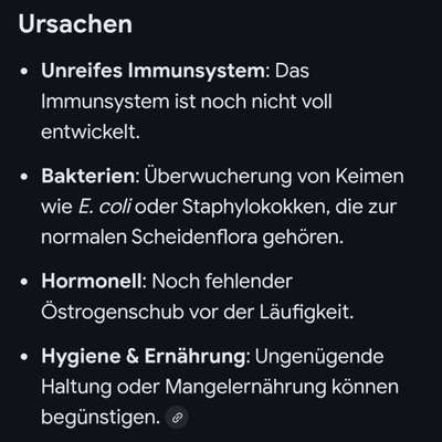 Junghund Vaginitis-Beitrag-Bild