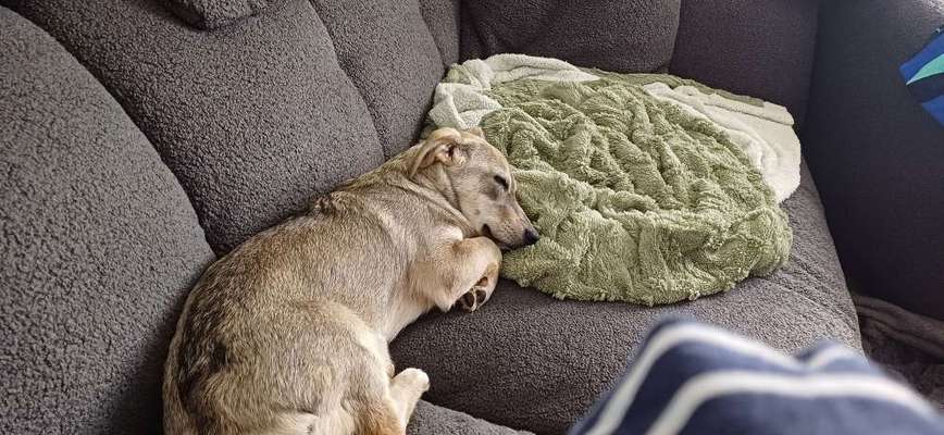 Corgis und ihre persönlichen Hofangestellten-Beitrag-Bild