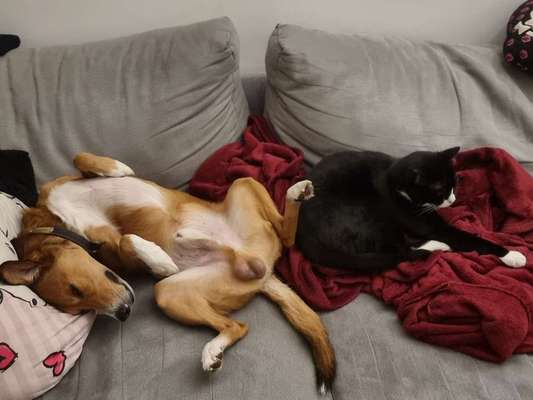 Dogorama Photo Challenge - Gegensätze-Beitrag-Bild