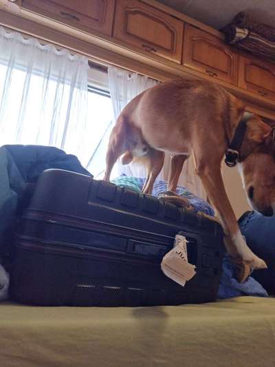 Foto-Challange No.1 - Alles aber nicht die Kamera-Beitrag-Bild