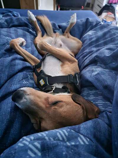 Darf der Hund bei Euch im Bett schlafen?-Beitrag-Bild