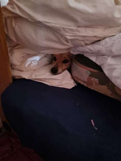 Dogorama Photo Challenge - Tarnung ist alles-Beitrag-Bild