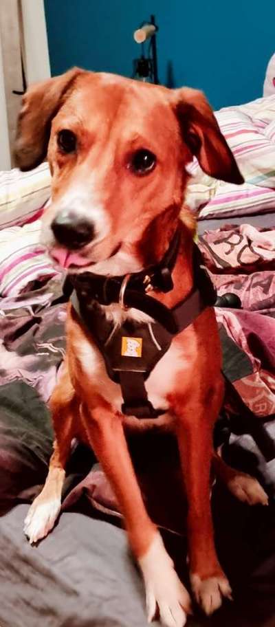 Dogorama Photo Challenge - lustigste Grimasse-Beitrag-Bild