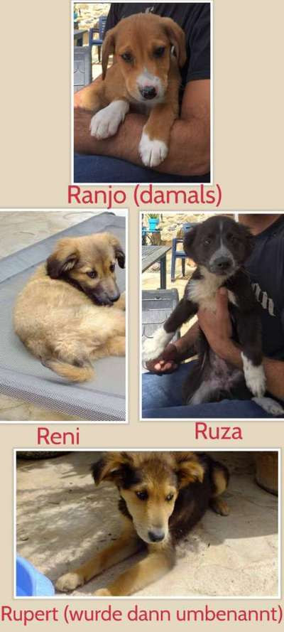 Rassen und ihre Eigenschaften-Beitrag-Bild