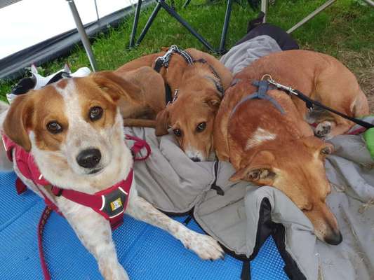 Mischlingshunde Foto Aufruf-Beitrag-Bild