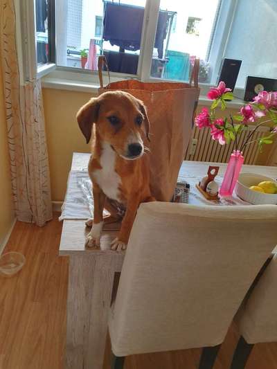 Welpen Bilder !-Beitrag-Bild