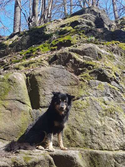 Hundetreffen-Gemütlicher Spaziergang Dresden-Bild