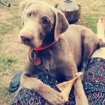 Labradorfans-Beitrag-Bild