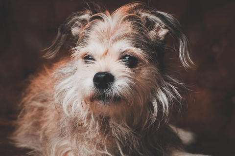 Unsere Fellnasen im Regenbogenland-Beitrag-Bild