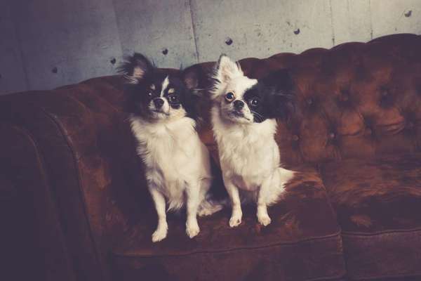 Wo sind die Chihuahua Besitzer ?-Beitrag-Bild