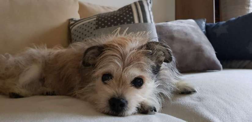 Unsere Fellnasen im Regenbogenland-Beitrag-Bild