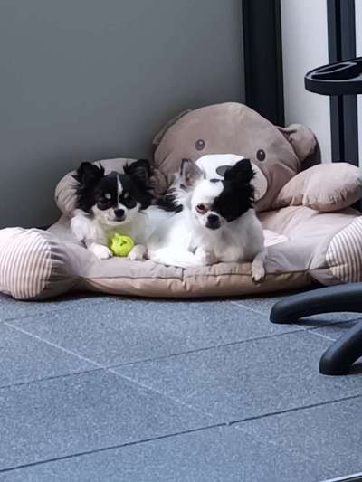 Wo sind die Chihuahua Besitzer ?-Beitrag-Bild