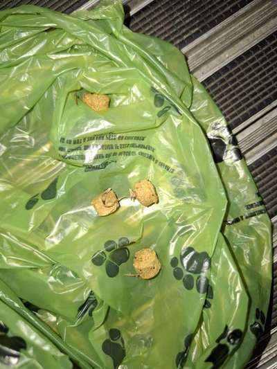 Giftköder-Giftköder-Bild