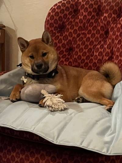 Shiba Inu Erfahrungen?-Beitrag-Bild
