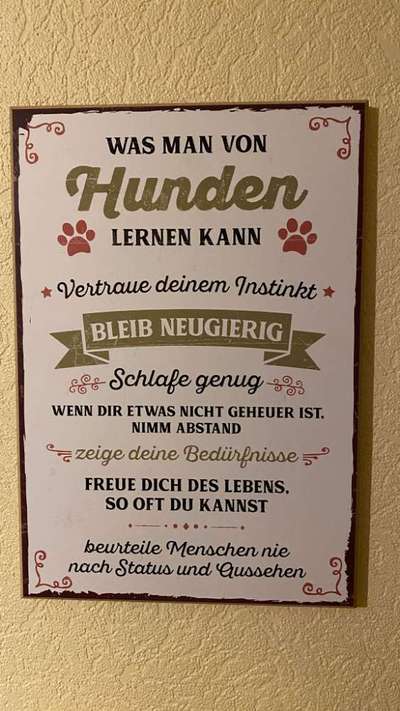 Hunderunde-Beitrag-Bild