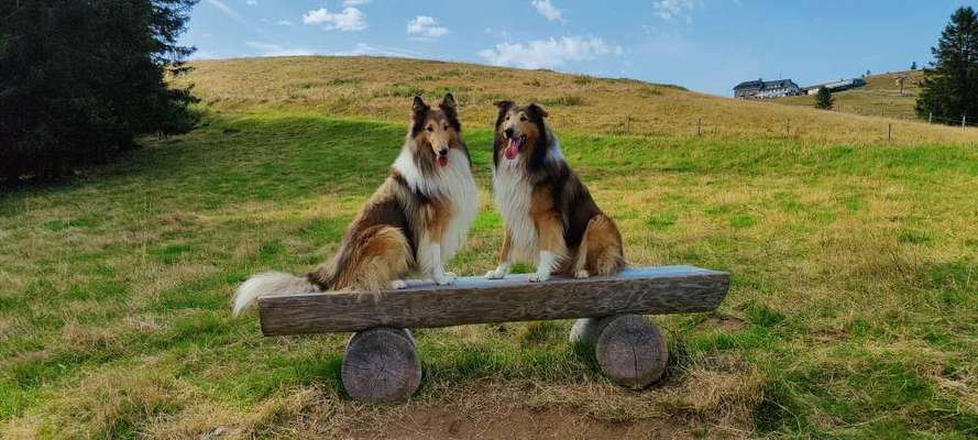 Hunderunde-Beitrag-Bild