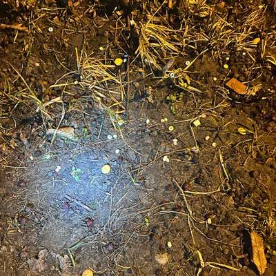 Giftköder-Komische Substanz am Boden-Bild