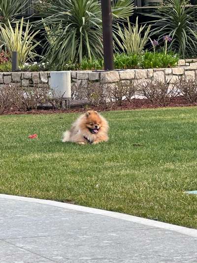 Hundetreffen-Zwei fünfjährige Pommersche Hunde. Finden Sie einen Hund aus derselben Familie zum Heiraten-Bild