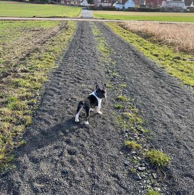 Hundetreffen-Französische Bulldogge Treff