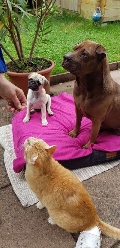 Bester Freund, Hundekumpel - zeigt her!-Beitrag-Bild