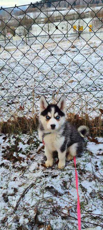 Welpen Bilder !-Beitrag-Bild