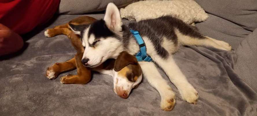 Welpen Bilder !-Beitrag-Bild