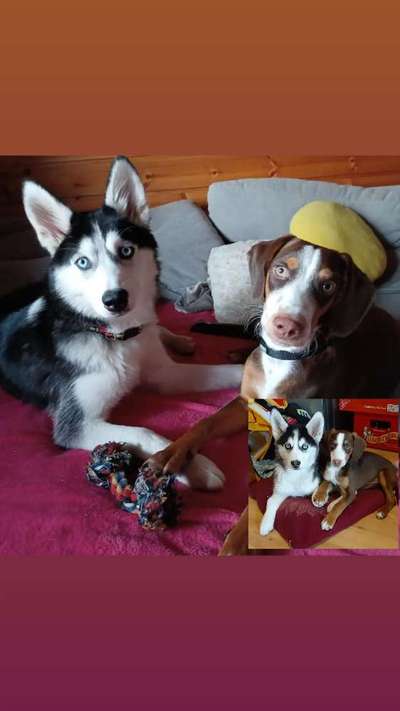 Welpen Bilder !-Beitrag-Bild