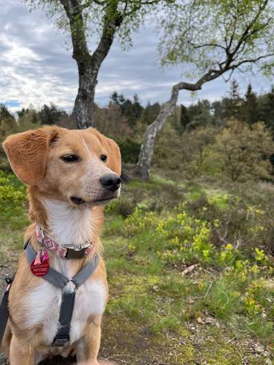 Hundetreffen-Spieltreffen Pinneberg Quellental/Eggerstedt-Bild