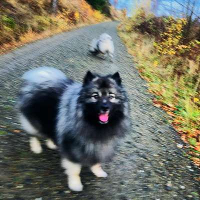 Hundetreffen-Training und Socialwalk im Östlichen-Bild