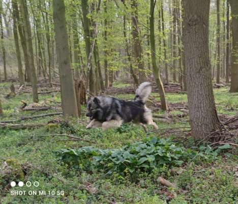 Fotochallenge 66 ~ Rennaction -Zeig deinen Hund im Lauf-Beitrag-Bild