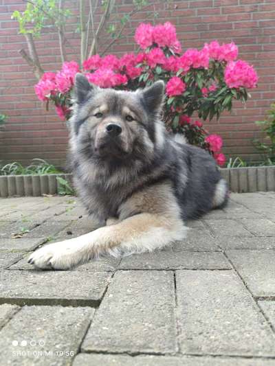 Eurasier hier?-Beitrag-Bild