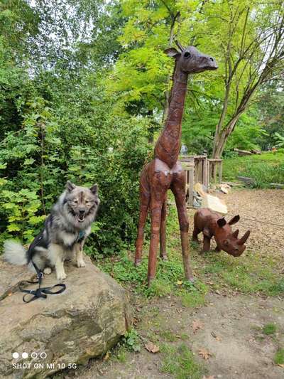 Eurasier hier?-Beitrag-Bild