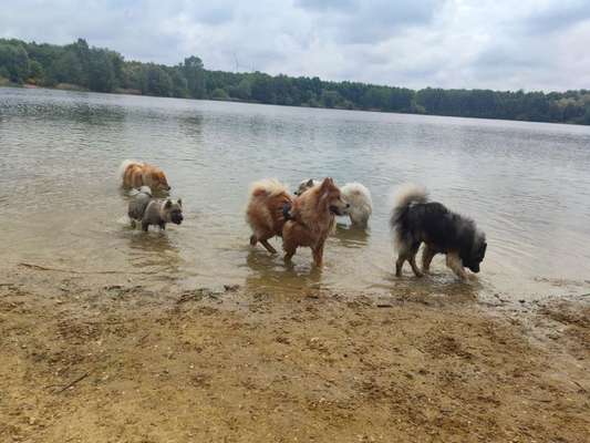Eurasier hier?-Beitrag-Bild