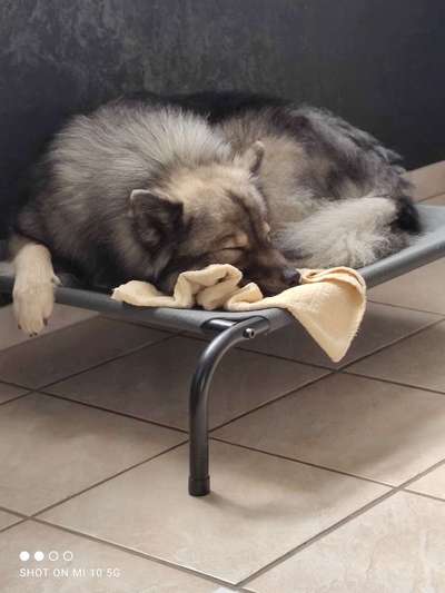 Eurasier hier?-Beitrag-Bild