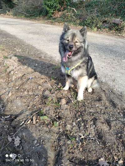 Eurasier-Beitrag-Bild