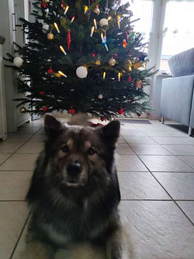 Eurasier hier?-Beitrag-Bild