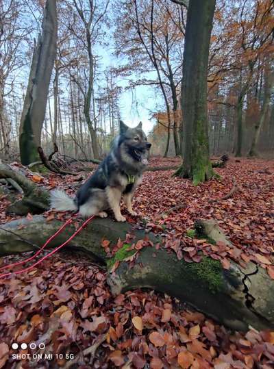 Reinrassige Hunde?-Beitrag-Bild