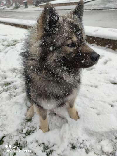 Nordische Hunde-Beitrag-Bild