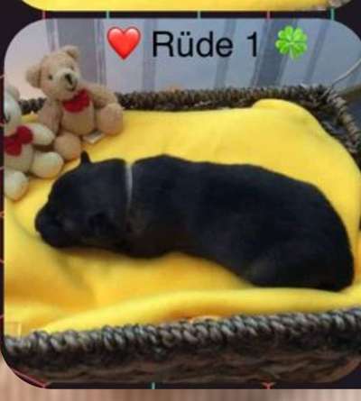 Eurasier hier?-Beitrag-Bild