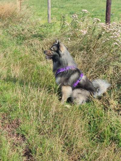 Reinrassige Hunde?-Beitrag-Bild