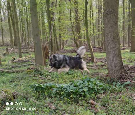 Fotochallenge No. 26                                     Wald und Wiese-Beitrag-Bild