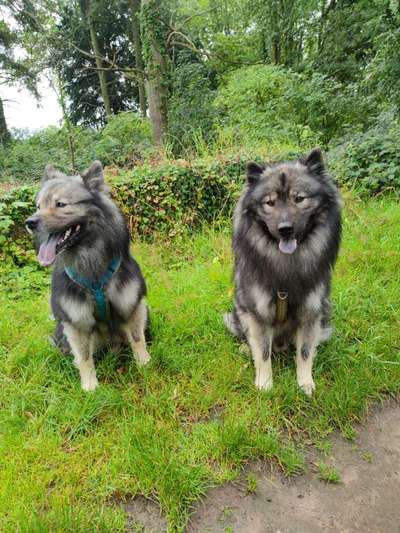 Eurasier hier?-Beitrag-Bild