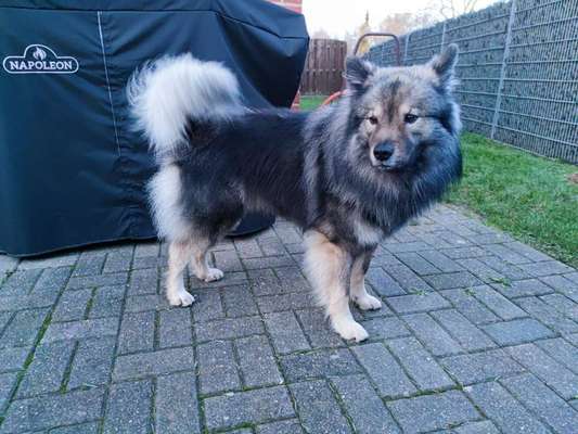 Eurasier hier?-Beitrag-Bild