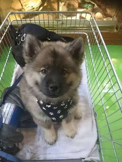 Dogorama Photo Challenge - Portrait-Beitrag-Bild