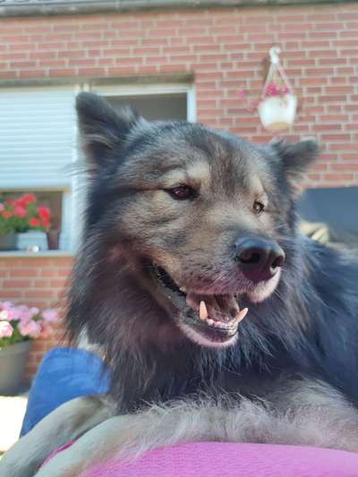 Eurasier hier?-Beitrag-Bild