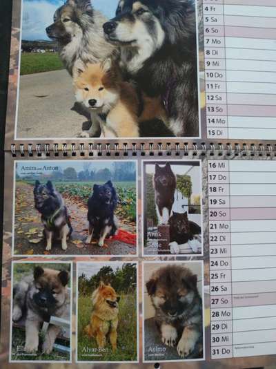 Eurasier hier?-Beitrag-Bild